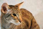 [Oriental brown spotted tabby mle, Tokyo du Tsim Sha Tsui]