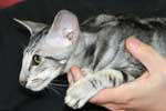 [Oriental black silver blotched tabby mle, Jungle Nibbens Kaley]