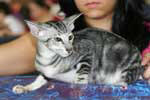 [Oriental black silver blotched tabby mle, Jungle Nibbens Kaley]