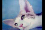 [Oriental lilac spotted tabby et blanc, Bragore de Dorinda Dark Kheops]