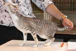 [Oriental bicolore chocolat silver spotted tabby et blanc mle, Cattycats Kay Muk]