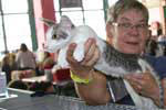 [Oriental bleu spotted tabby et blanc mle, Farinelli Curtis]