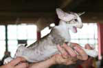 [Oriental chocolat blotched tabby et blanc femelle, Matsuri Cannelle]