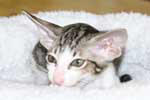 [Oriental brown blotched tabby et blanc mle, Matsury Cochrane]