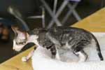 [Oriental black silver blotched tabby et blanc mle, Matsuri Cyrano]