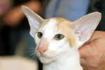 [Oriental red spotted tabby et blanc mle, Xaliyar Iron Happy Jungle]