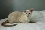 Siamois lilas tabby point mâle, Laetee Siam's Helios.