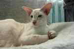Siamois lilas tabby point mâle, Laetee Siam's Helios.