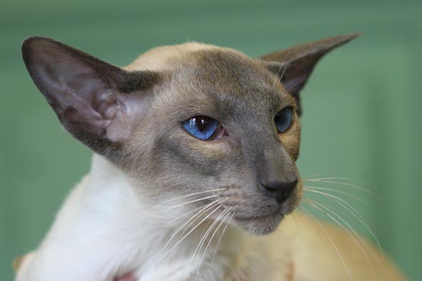 Chatterie De Savadikraa Elevage De Chats Siamois Et Orientaux Eleveur Marie Noelle Roquet